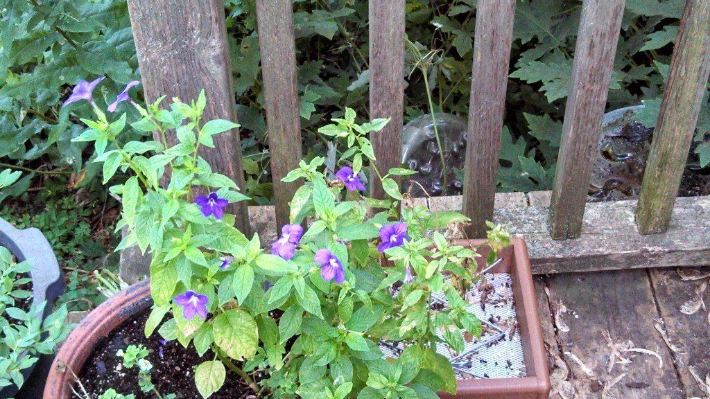 The only remaining Amethyst Flower.  All the others shrivelled away mysteriously.