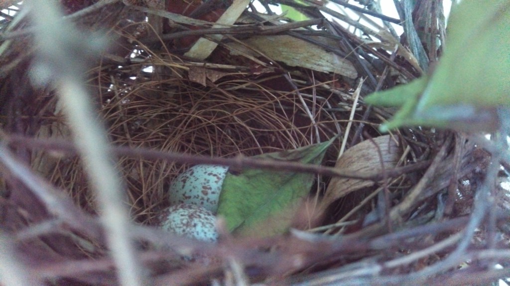 Northern Cardinal Eggs