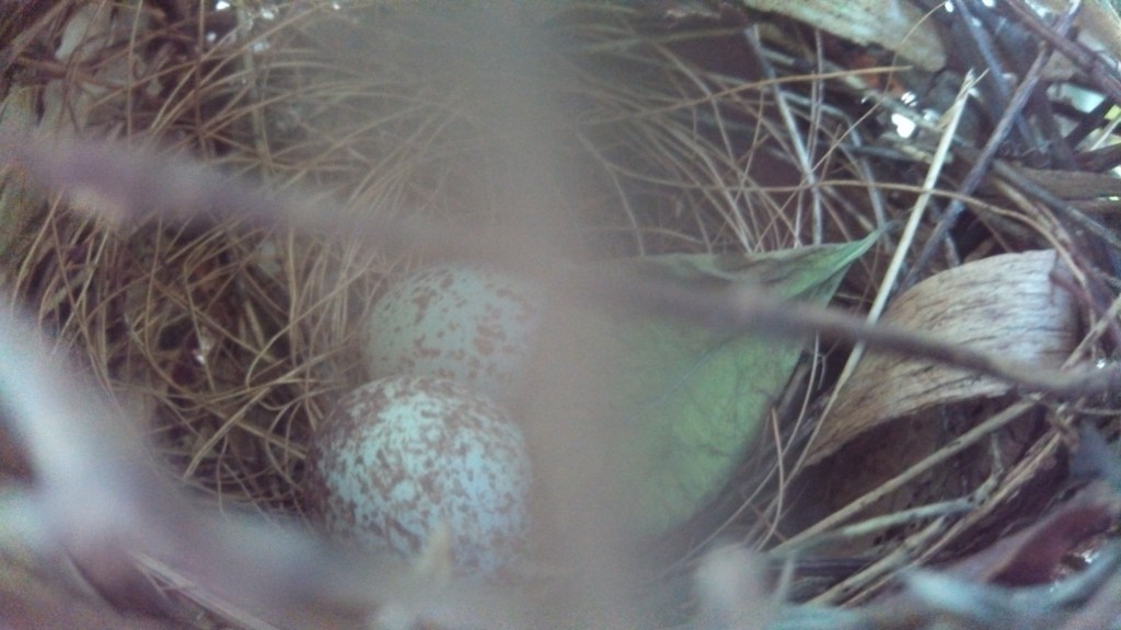 Northern Cardinal Eggs