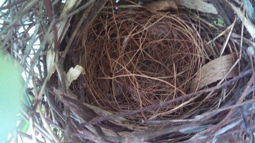 Available: One nest, never used.