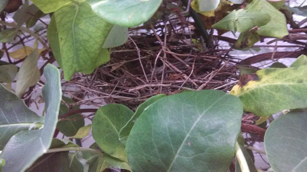 Northern Cardinal nest