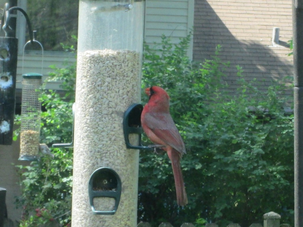 Where is your nest now, Mr. Cardinal?