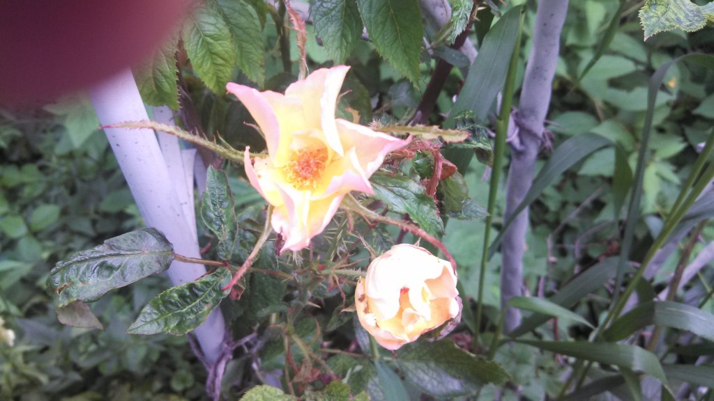 stunted Westerland flower rose diseases