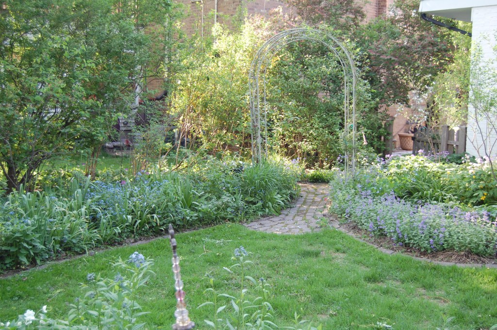 nepeta allium arbor back garden may 19 2013