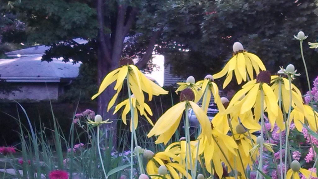 Ratibida pinnata, Yellow Coneflower