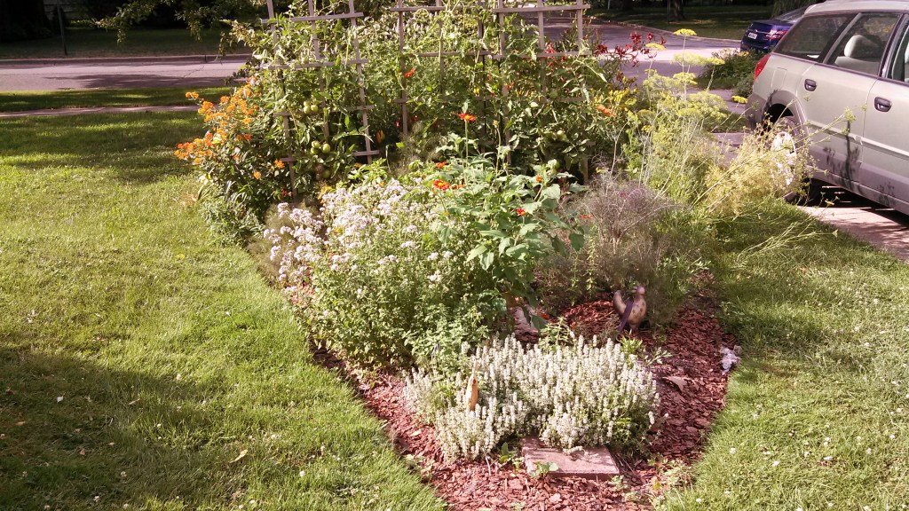 Our vegetable and herb plot.