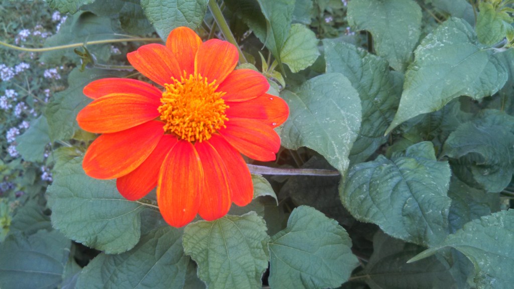 veg tithonia