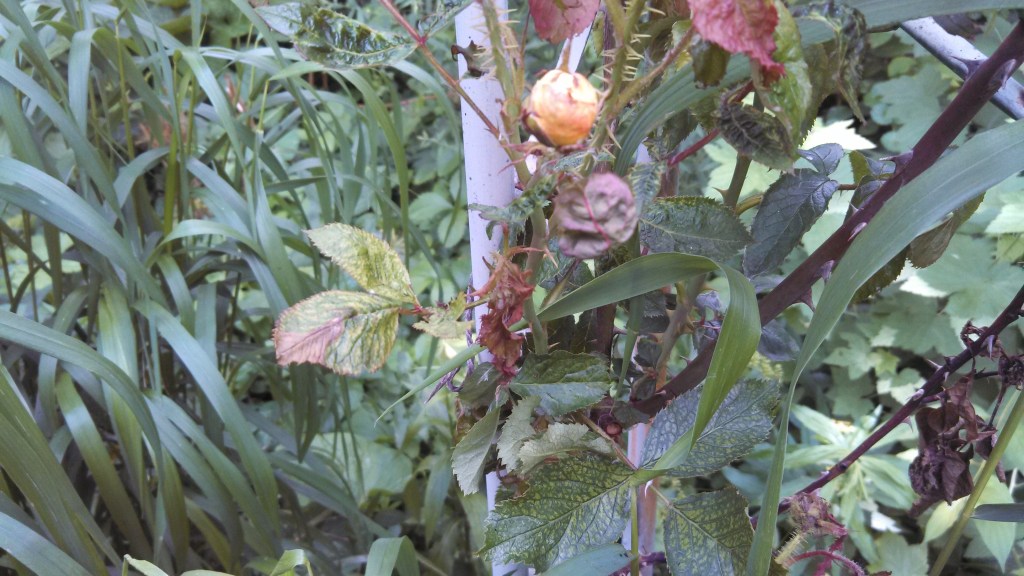 westerland rose diseases