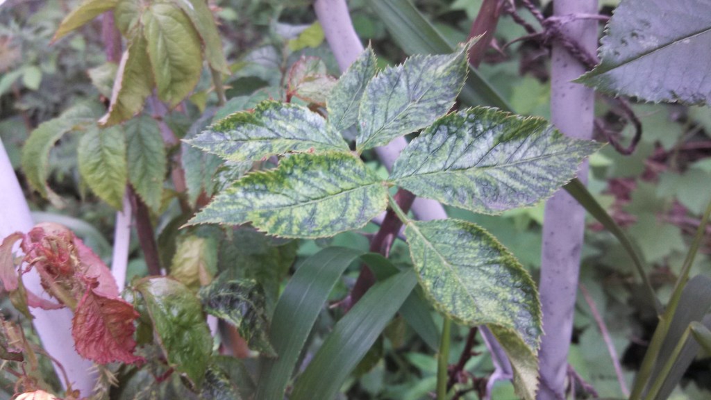 'Westerland' rose disease