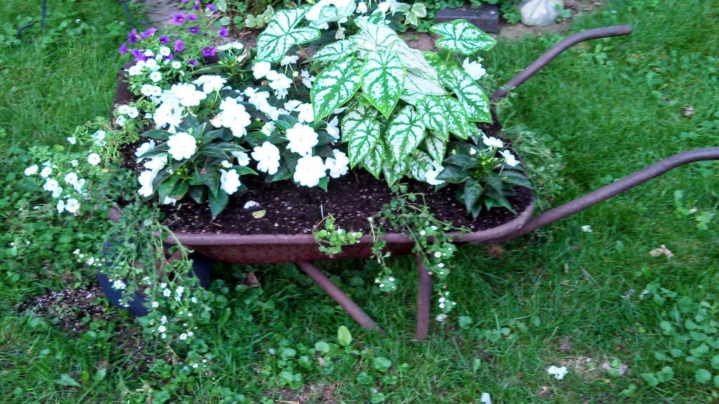 New Guinea Impatiens with Caladium and Bacopa (post massacre). Jason cell phone picture, not a very good one.