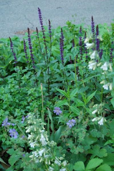 Salvia 'Carradonna', Phlox Miss Lingard, Geranium Tschelda