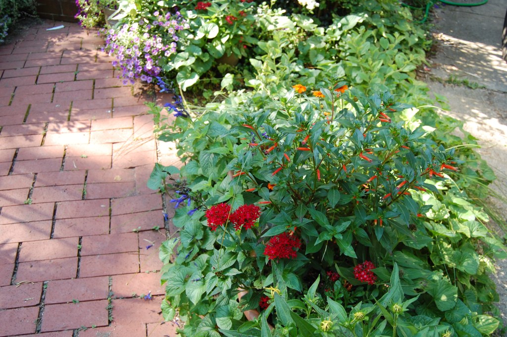 Firecracker Plant with Star Flower.