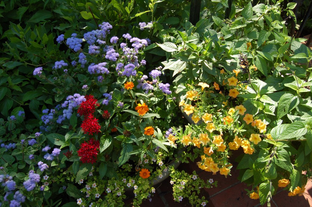 Star Flower, Floss Flower, Calibrachoa, and Zinnia in containers on the front step. Photo: Judy