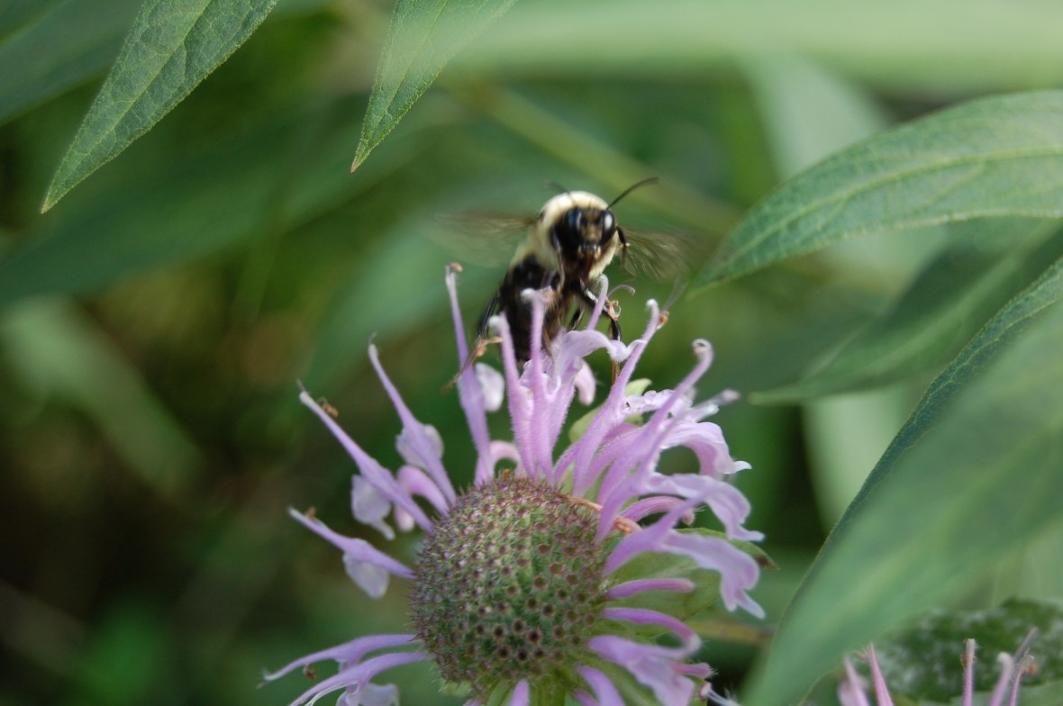 Bumble Bee, Wild Bergamot