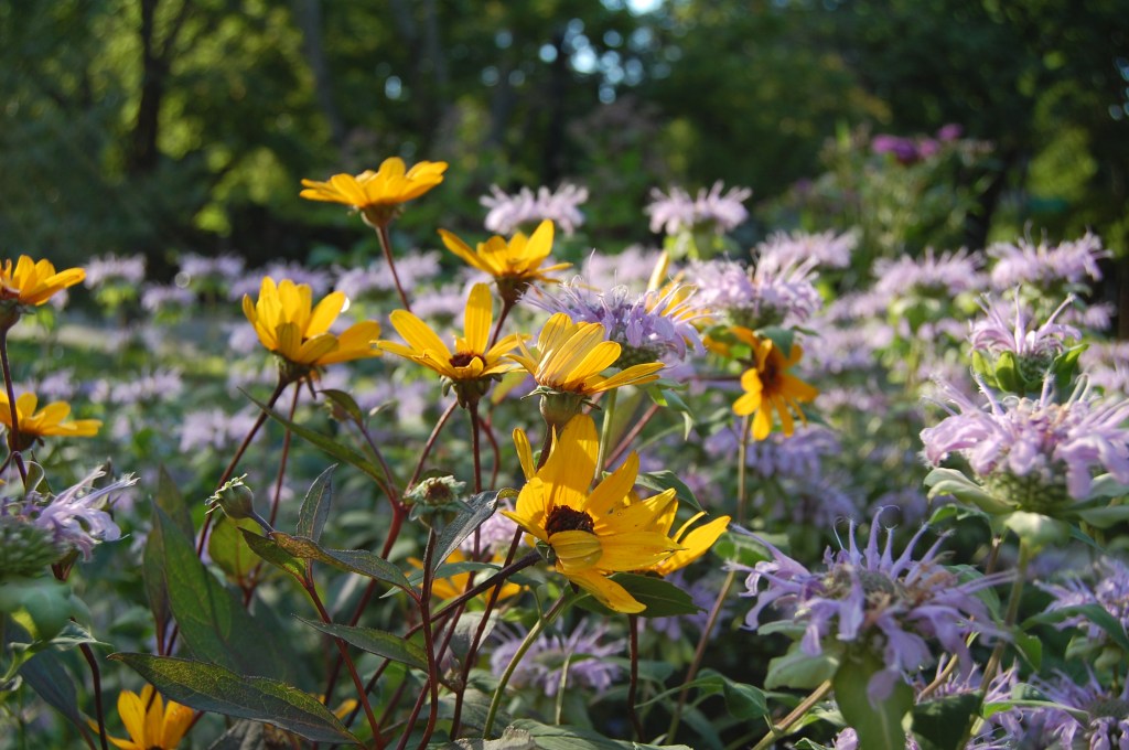 Heliopsis helianthoides prairie sunset