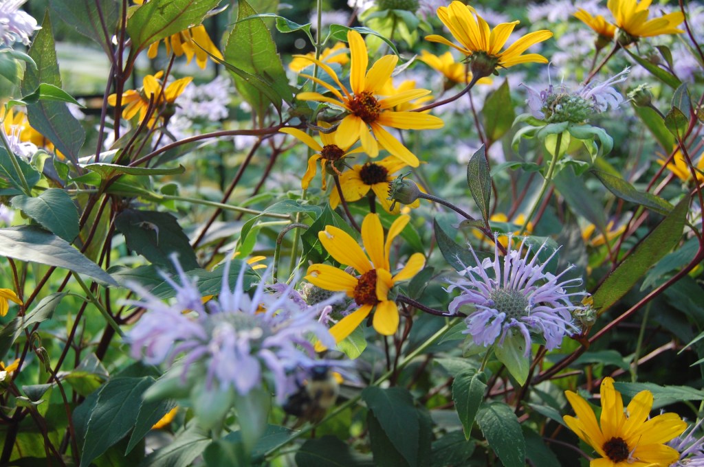 Heliopsis helianthoides Prairie Sunset