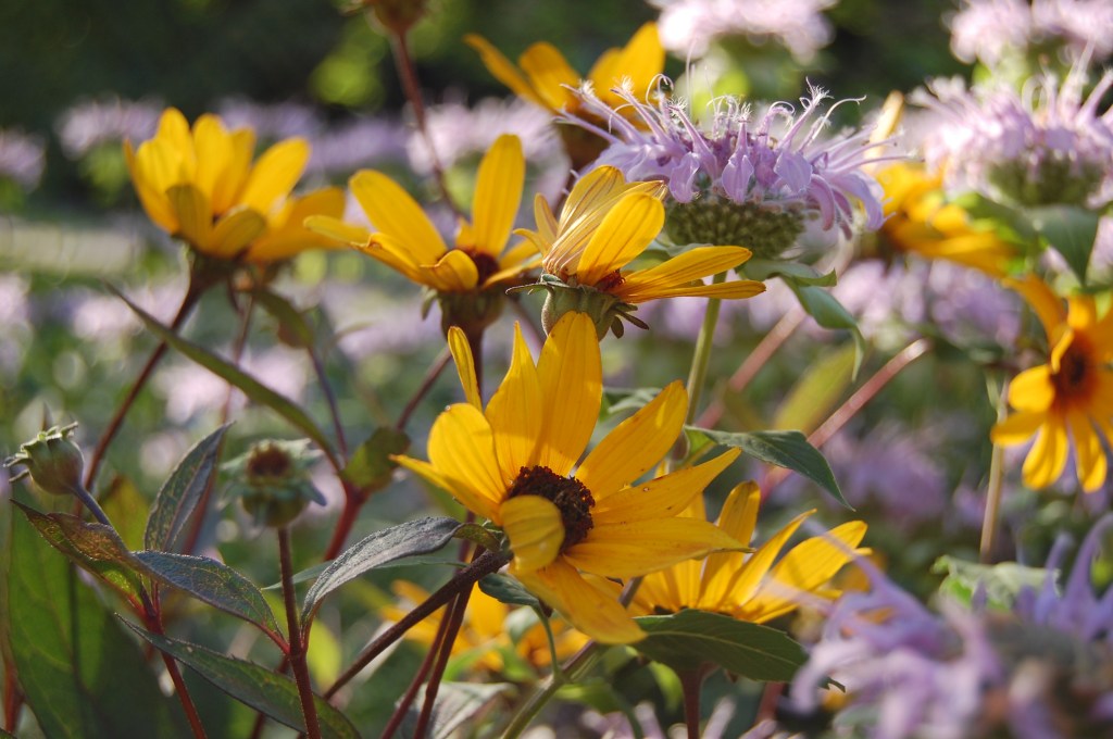 Heliopsis helanthoides Prairie Sunset