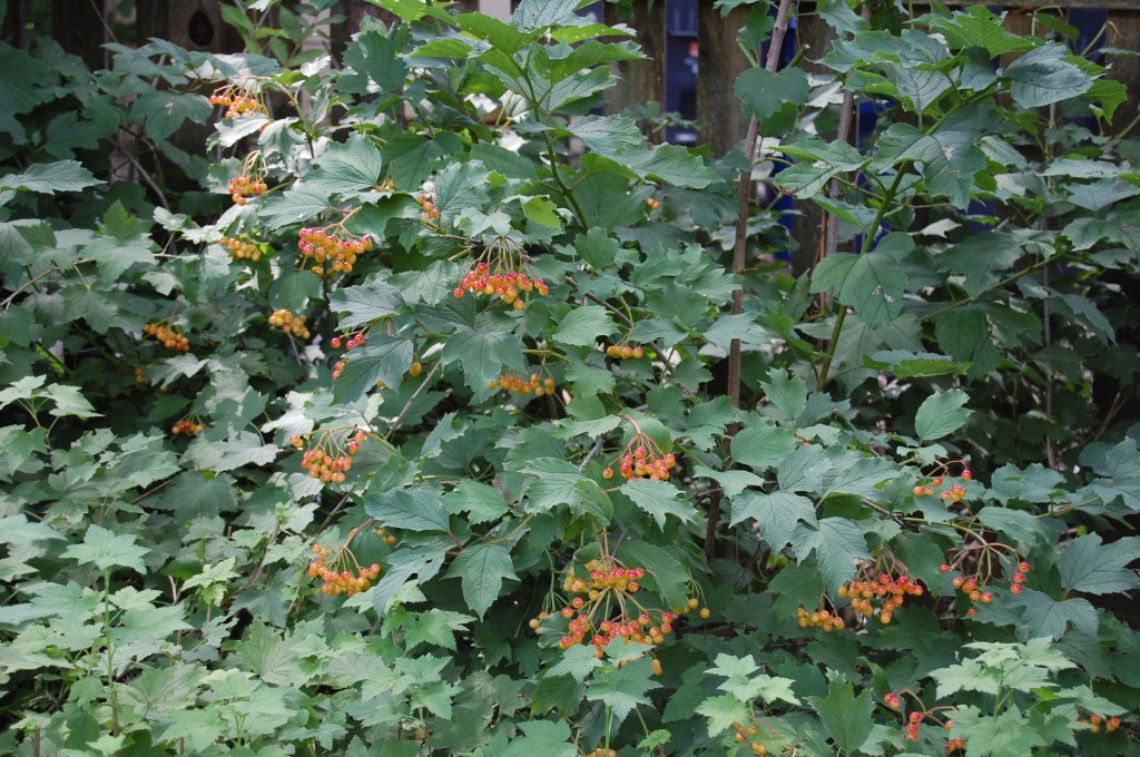 Cranberrybush Viburnum