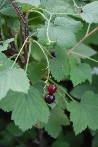Wild Currant