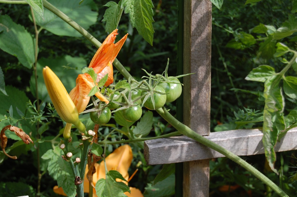 'Black Cherry' Tomatoes
