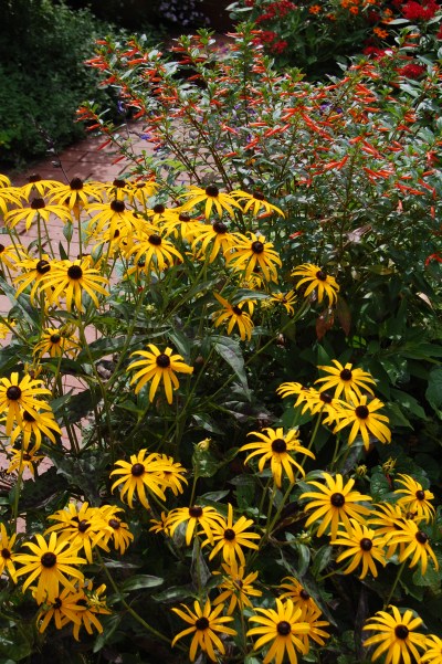 Orange Coneflower
