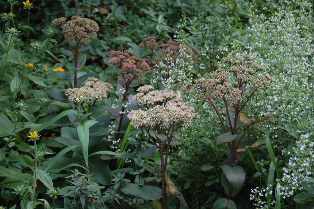 Sedum 'Matronna'