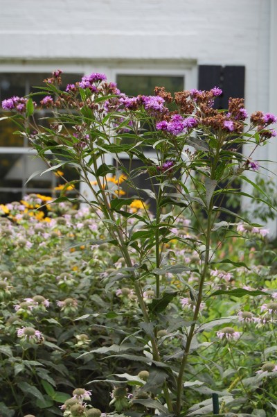 2013-08-11 11.44.26 ironweed