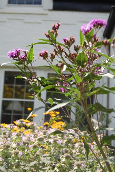 Ironweed