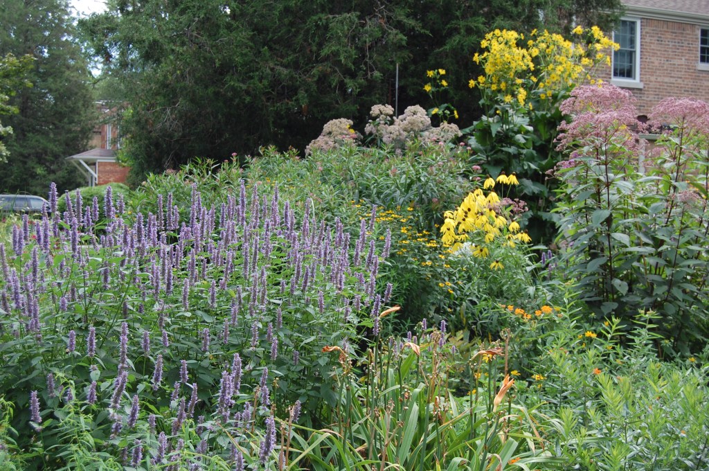 Anise Hyssop, Joe Pye Weed