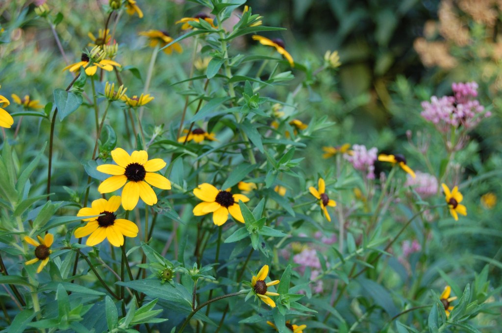Brown Eyed Susan