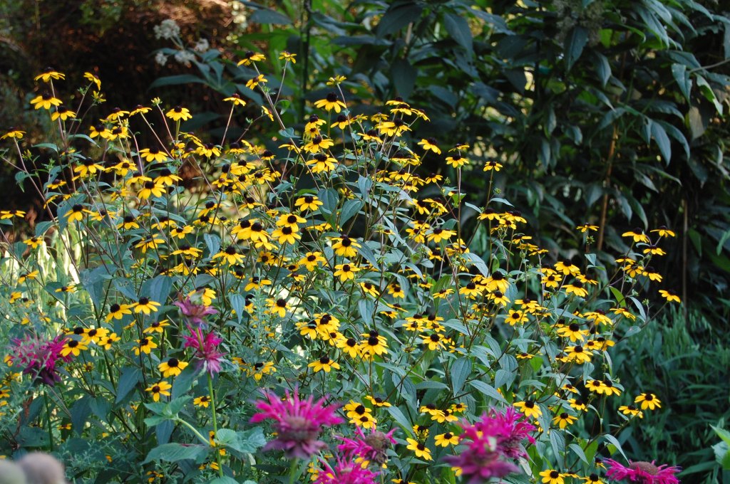 Brown Eyed Susans with Bee Balm