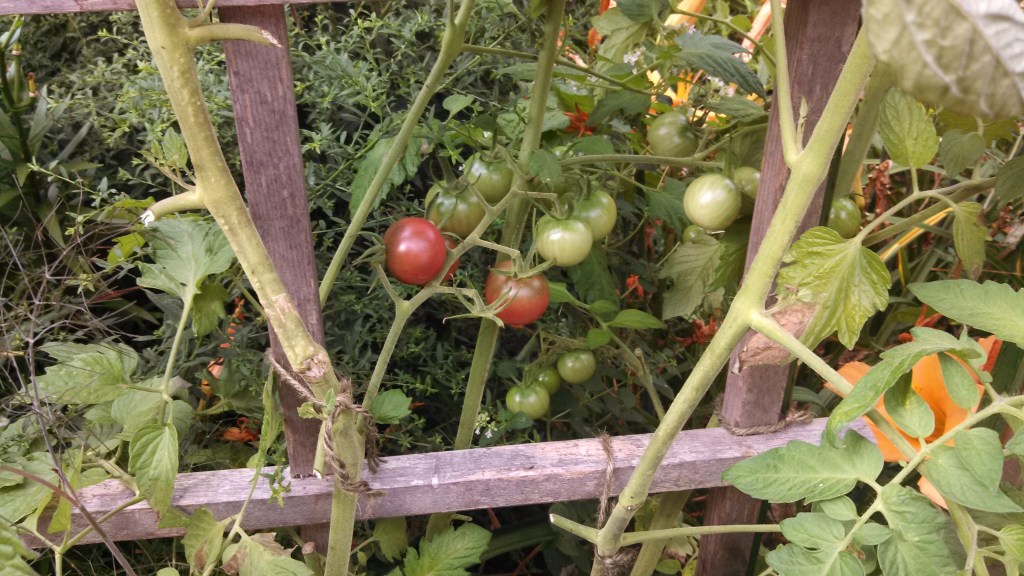 'Black Cherry' tomatoes