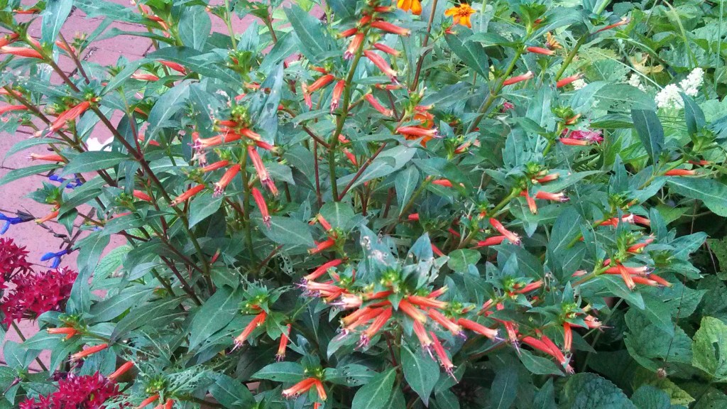Firecracker Plant