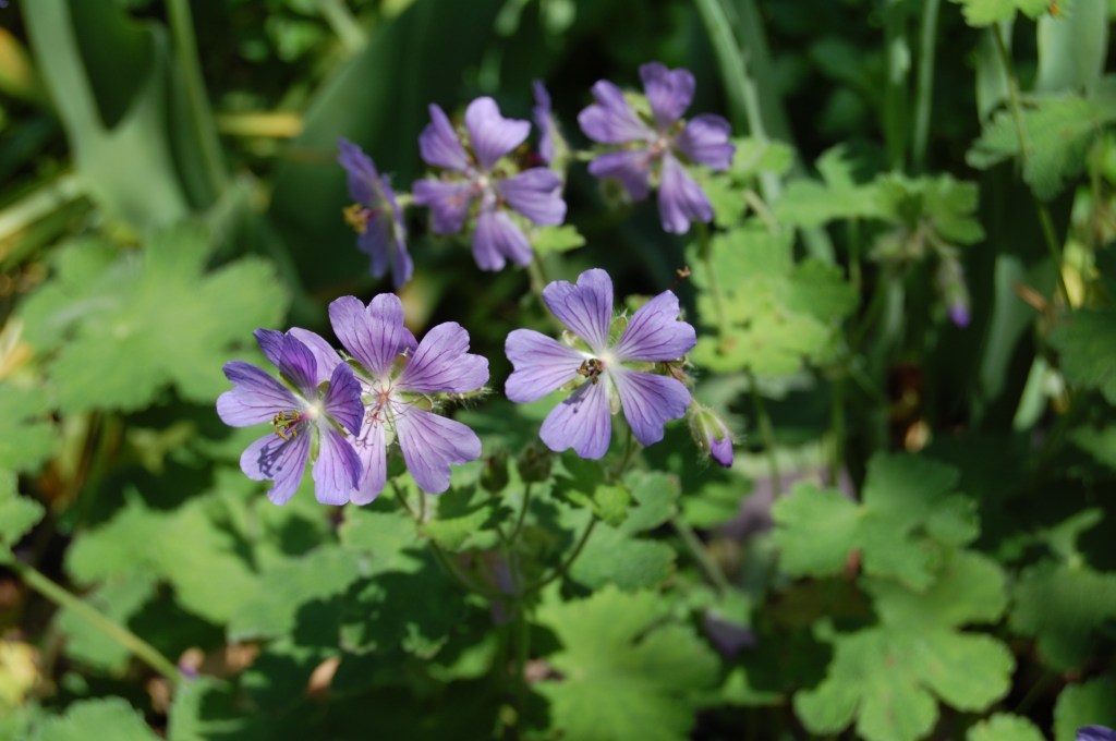 Geranium 'Tschelda'