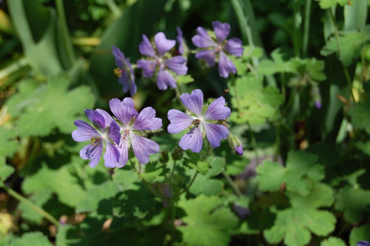 Geranium 'Tschelda'