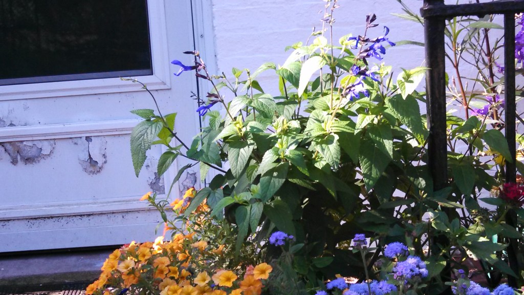 Salvia 'Black and Blue'