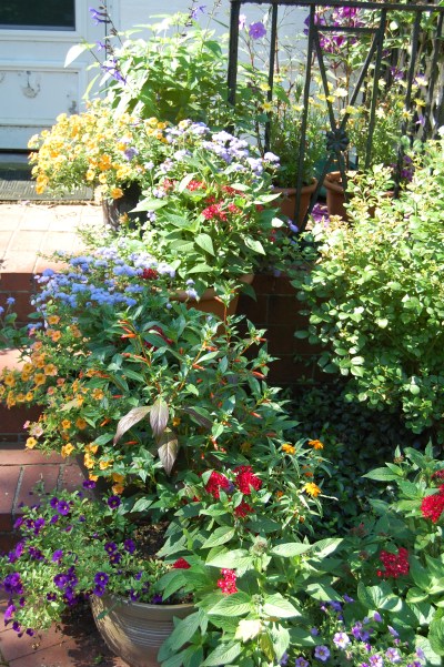 Flowering Containers up the steps to the front door. Photo: Judy
