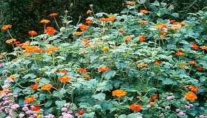 Mexican Sunflower habit. Photo: ag.auburn.edu.