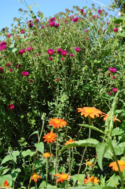 Tithonia, New England Aster, Giverny