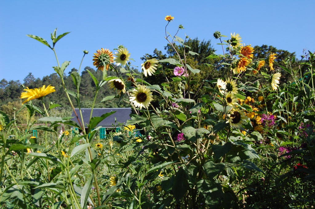 Sunflowers, Giverny