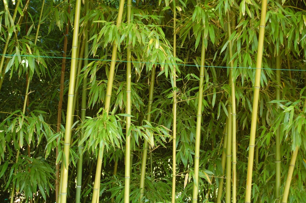 Giverny, Claude Monet, Bamboo