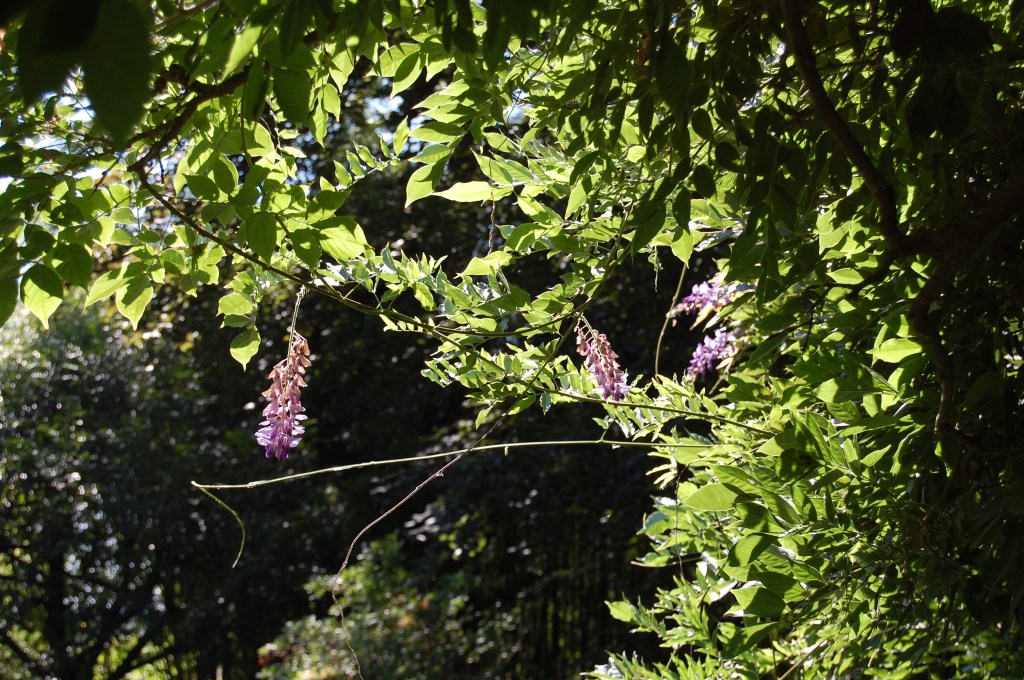Wisteria, Giverny, Claude Money, Bridge