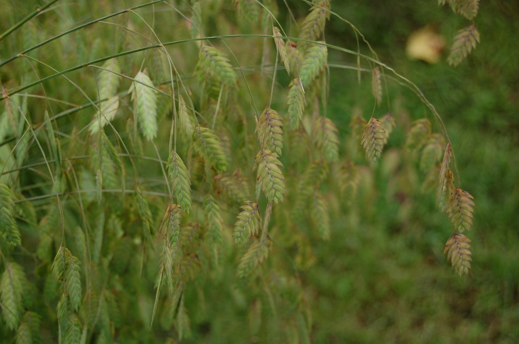 Northern Sea Oats