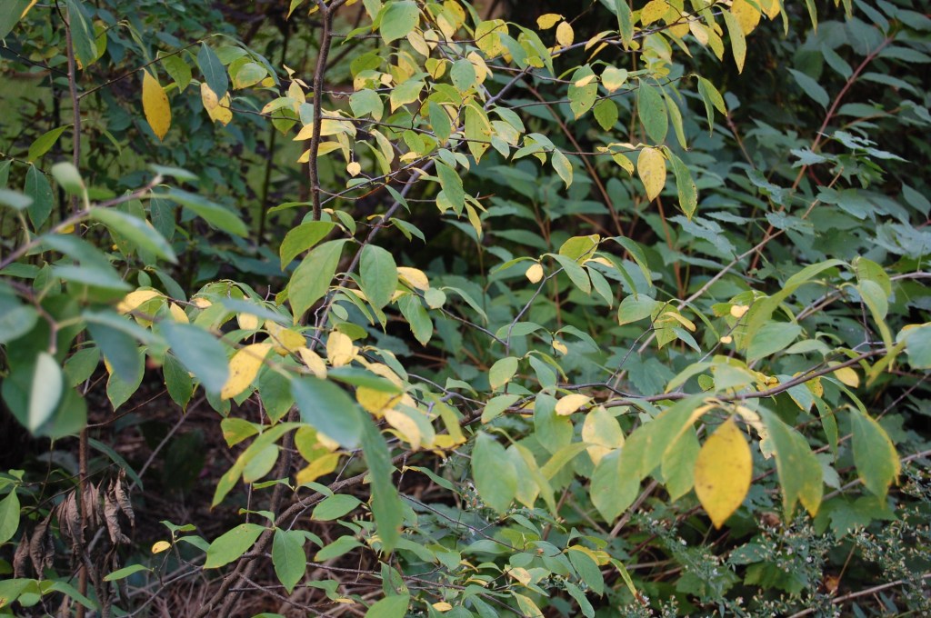 Spicebush