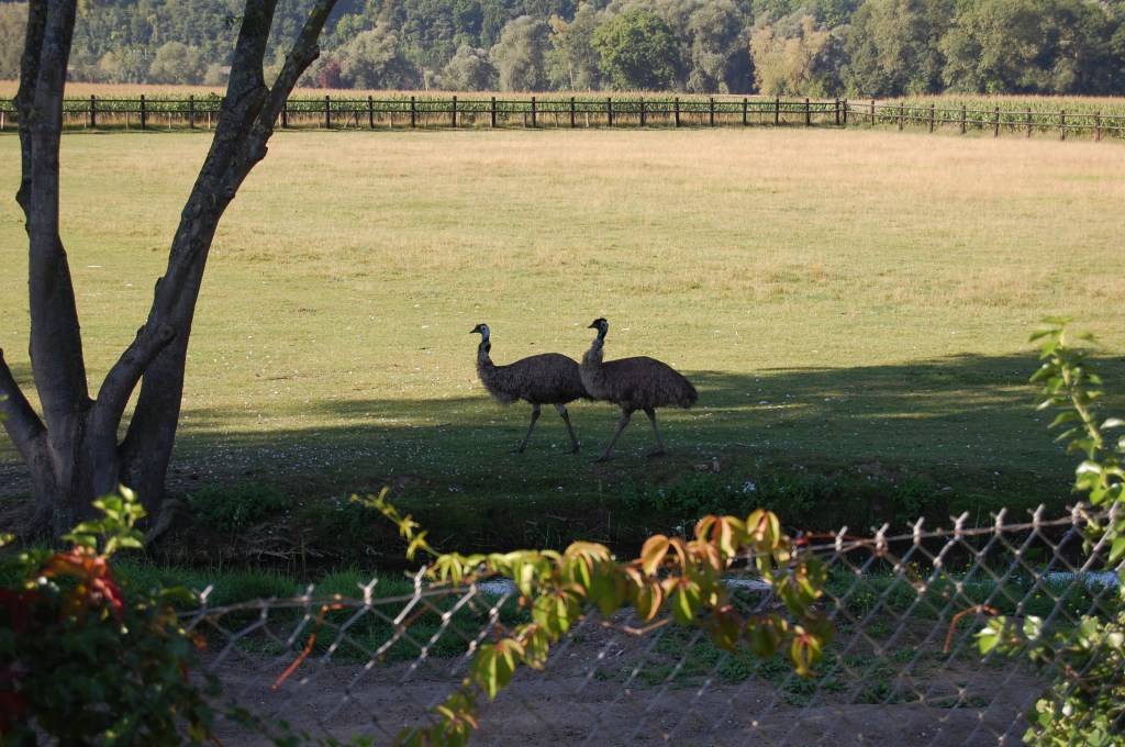 Giverny emus