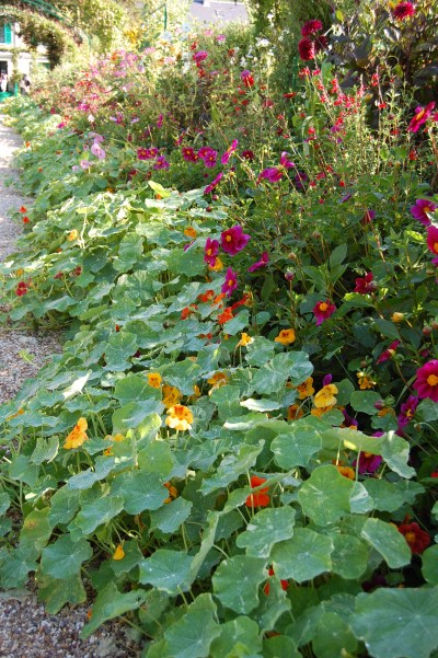 Nasturtiums Giverny