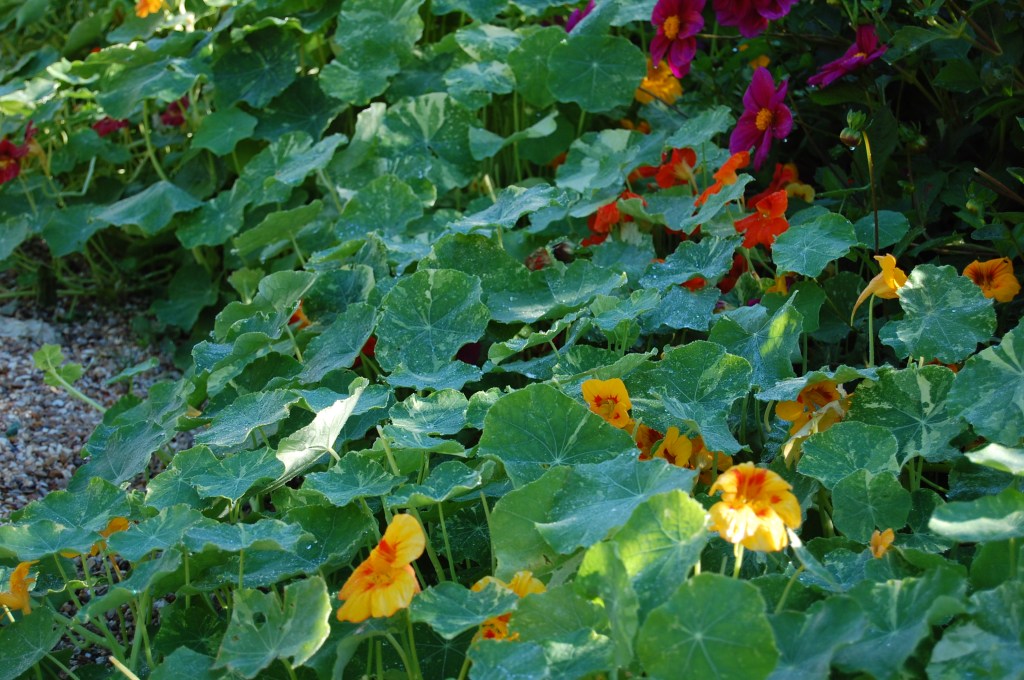 Giverny nasturtiums