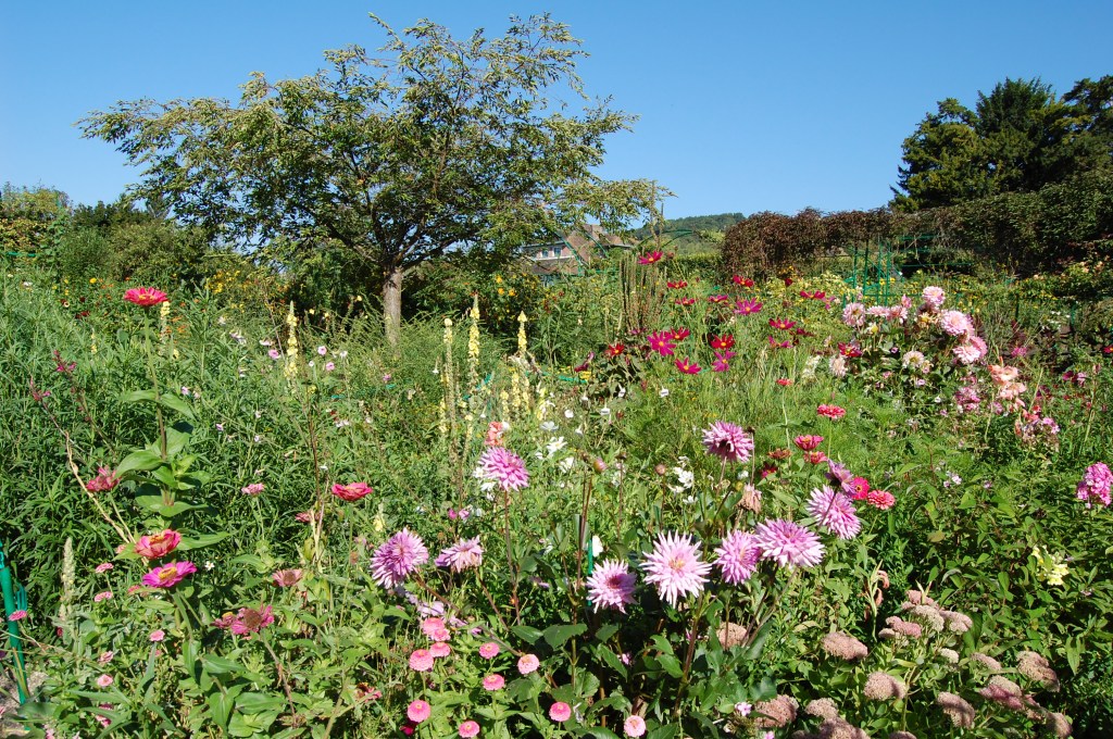Giverny Pink Dahlias