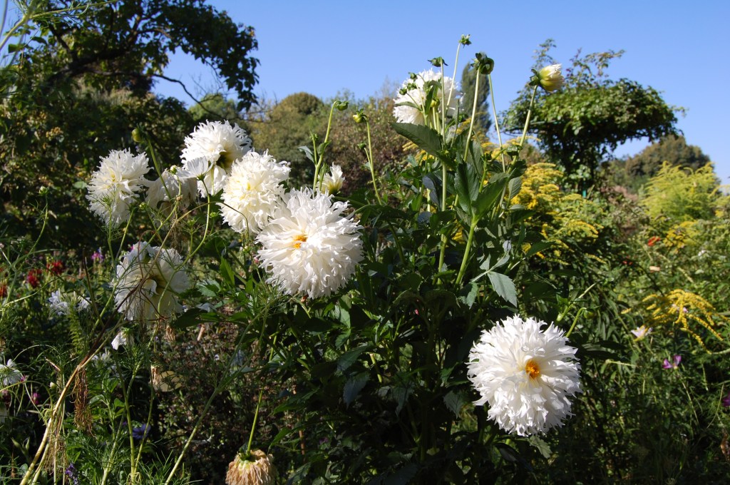 Giverny White Dahlias