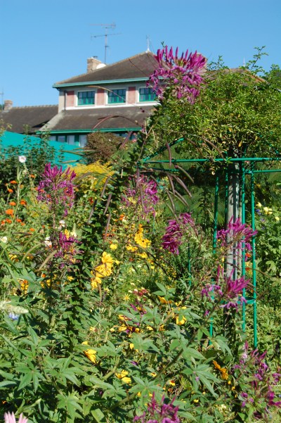 Giverny cleome